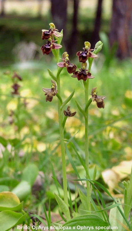 Andalusia: le orchidee e Grandi Pietre  marzo-aprile 2023.